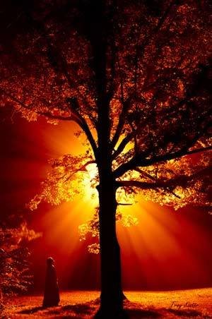 The_Giving_Tree_by_gokuyert.jpg, 25 KB
